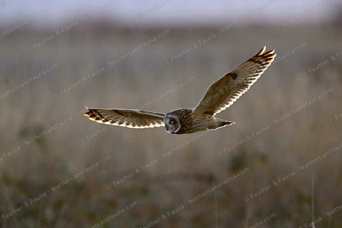 Short-eared Owl flying head-on over tawny grass with wings raised, backlit wing edges glowing.