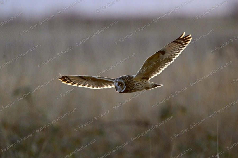 Short-eared Owl flying head-on over tawny grass with wings raised, backlit wing edges glowing.