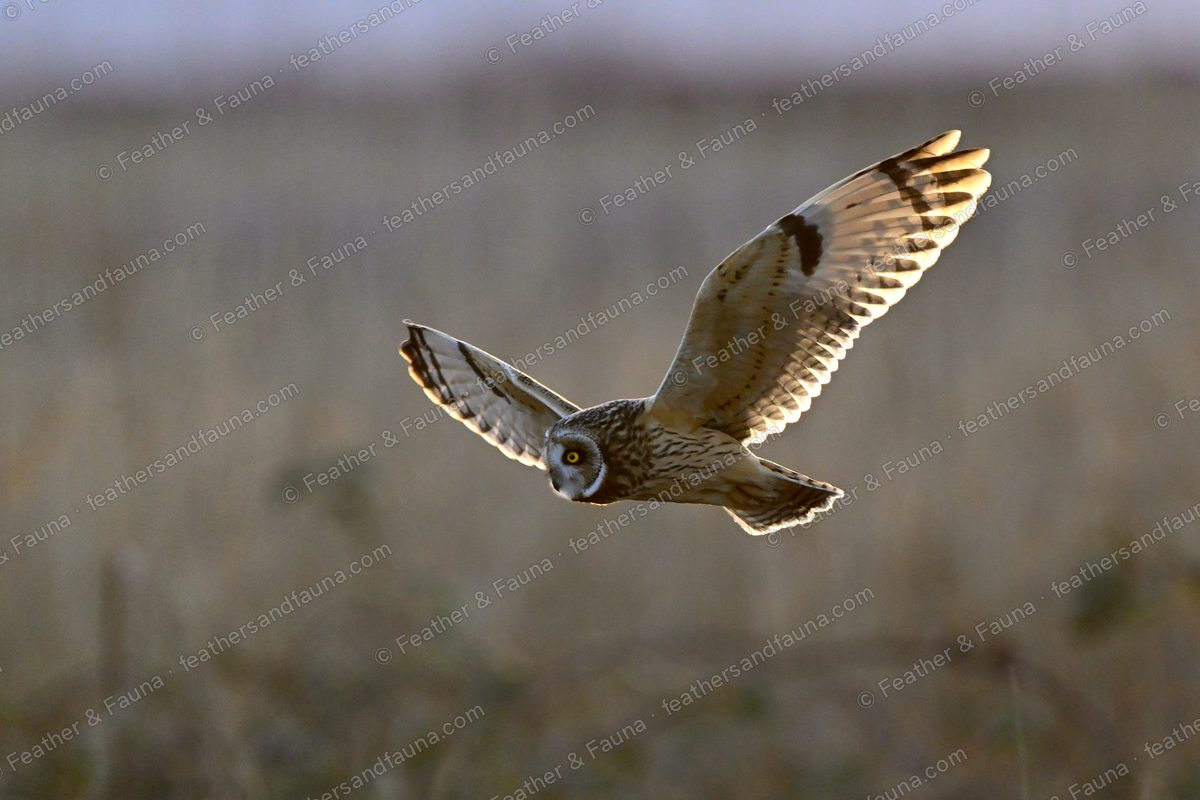 Short-eared Owl flying head-on with wings raised, backlit flight feathers glowing.