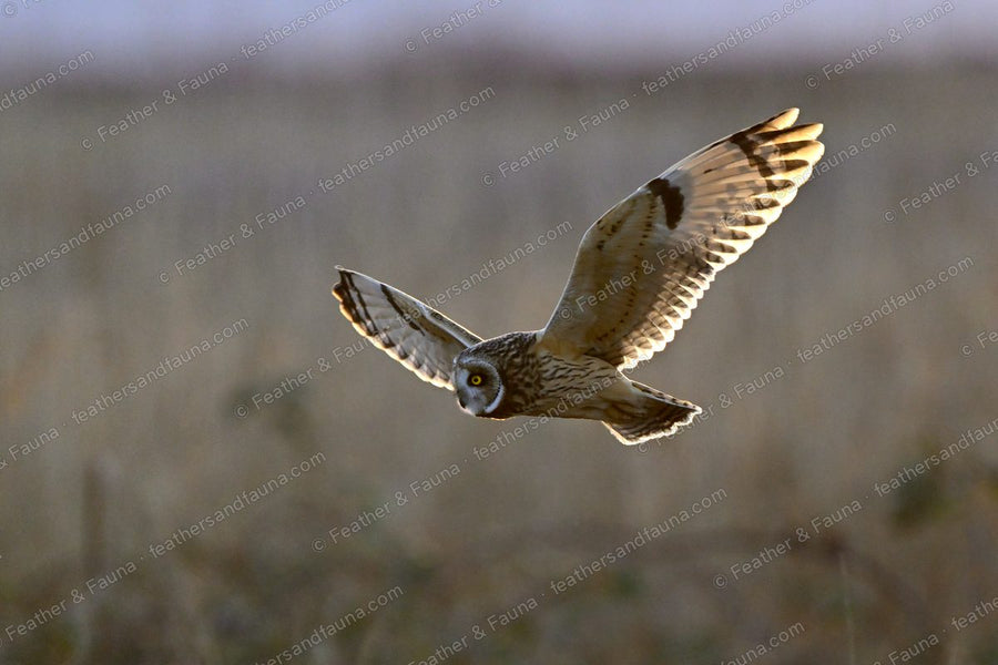 Short-eared Owl flying head-on with wings raised, backlit flight feathers glowing.
