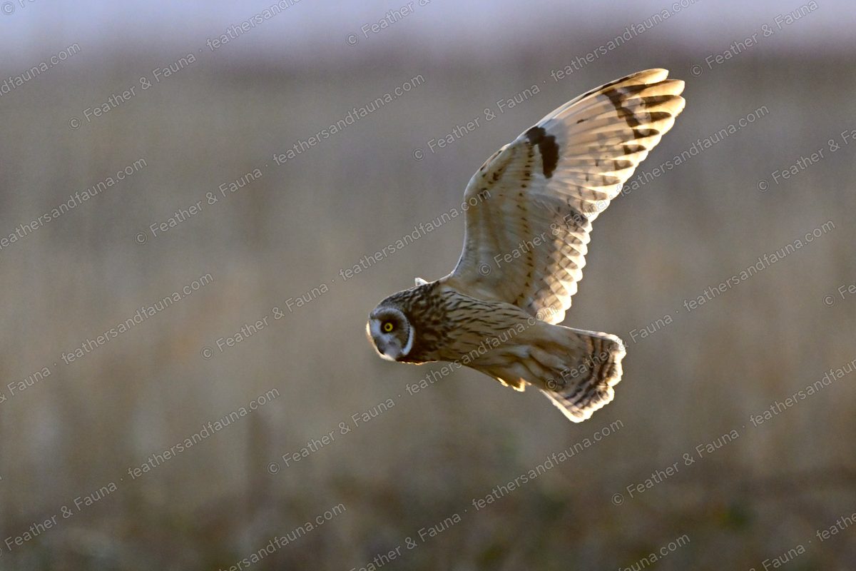 Short-eared Owl banking head-on with one wing raised high, backlit over tawny grass.