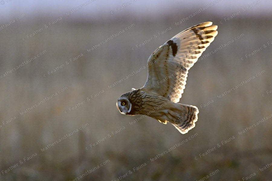 Short-eared Owl banking head-on with one wing raised high, backlit over tawny grass.