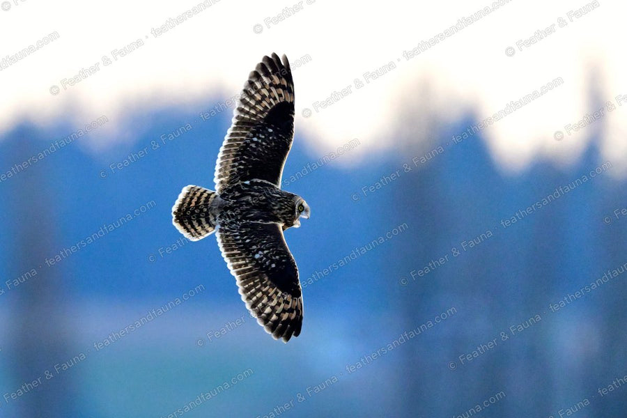 Short-eared Owl banking overhead with wings spread, barred underwings against blue sky.