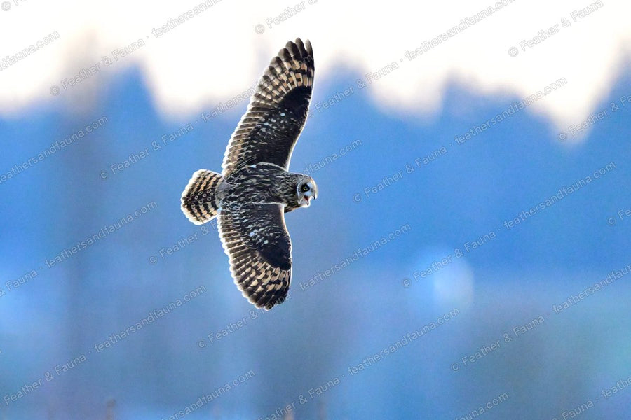 Short-eared Owl overhead with wings raised, barred underwings against blue sky.
