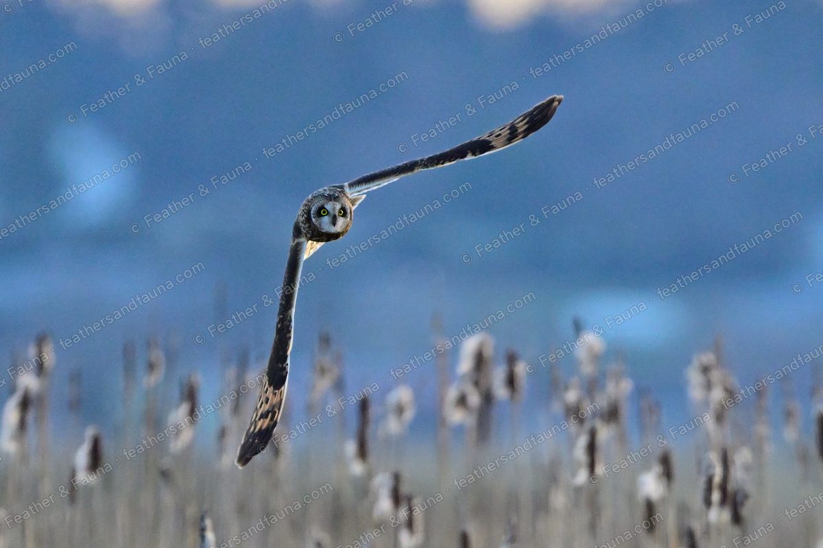 Short-eared Owl flying head-on over a cattail marsh at dusk, wings raised in a V.