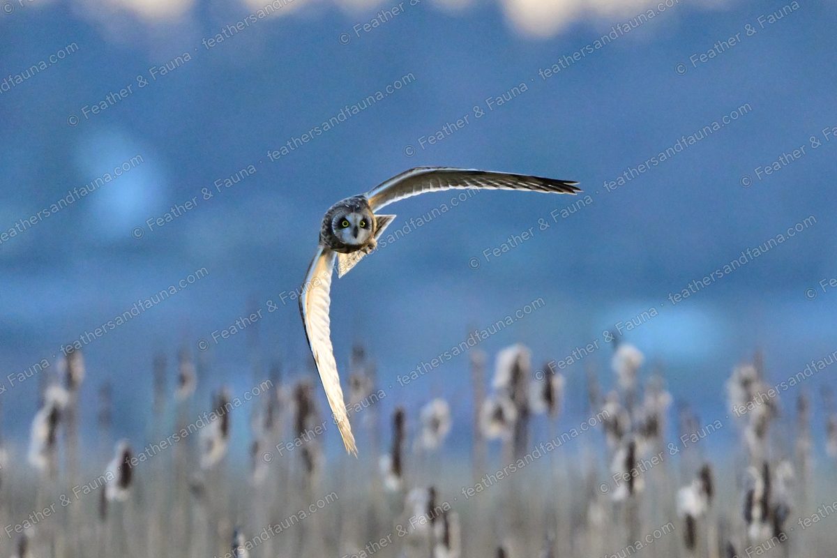 Short-eared Owl flying head-on over frosted cattails at dusk with wings raised.