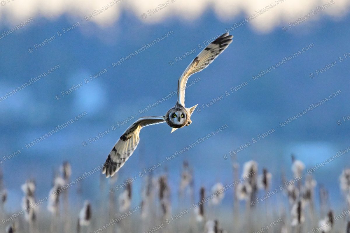 Short-eared Owl flying head-on over cattails with wings spread wide, eyes glowing green.