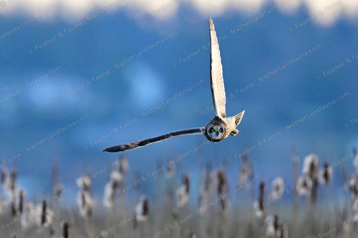 Short-eared Owl flying head-on over cattails at dusk with wings raised in a deep V.