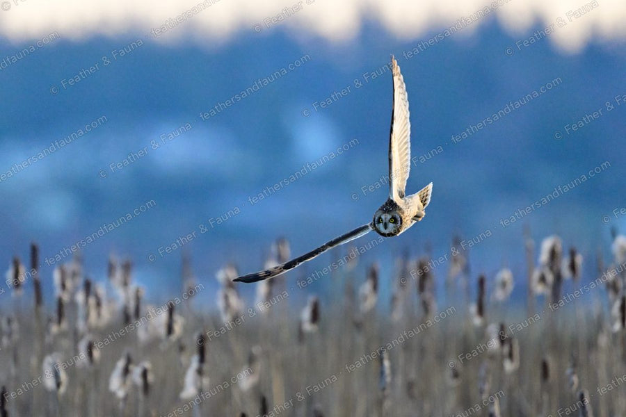 Short-eared Owl flying head-on over frosted cattails at dusk with wings raised in a V.