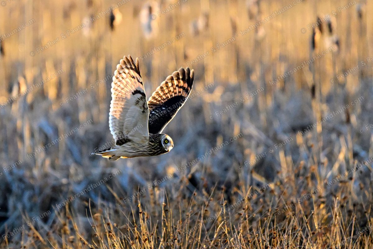 Short-eared Owl flying low over frosty tawny grass with wings raised.