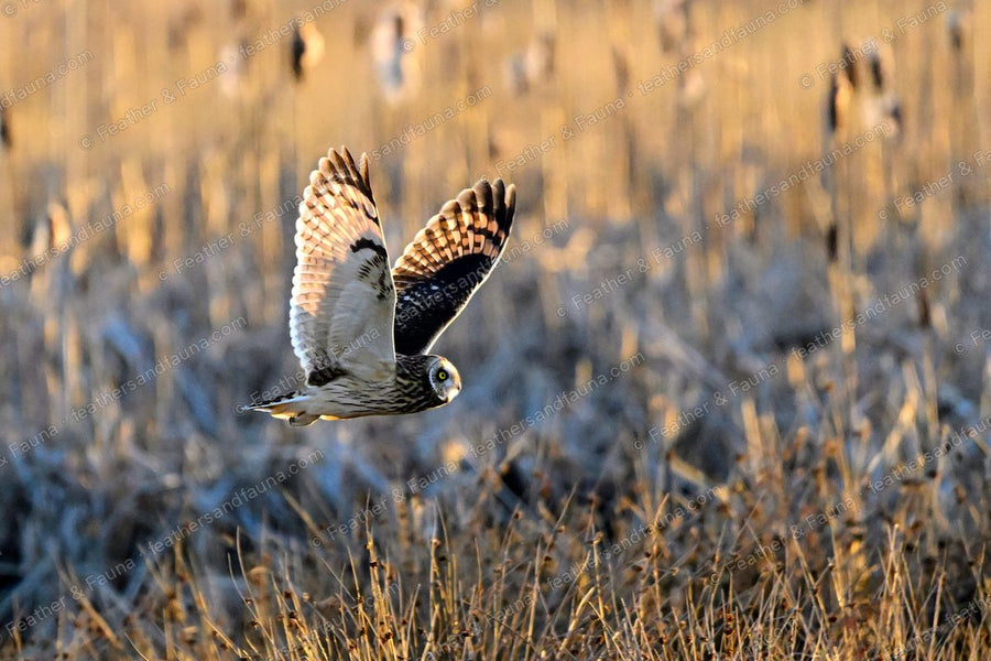 Short-eared Owl flying low over frosty tawny grass with wings raised.