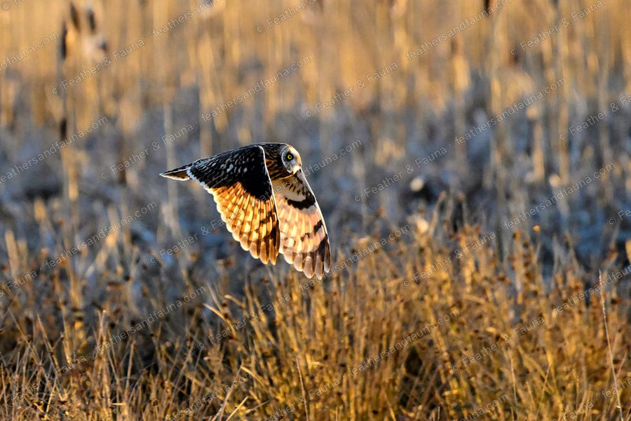 Short-eared Owl flying low over frosty grass with wings held down, backlit.