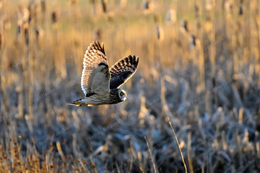Short-eared Owl banking low over frosty grass with wings raised, warm light.