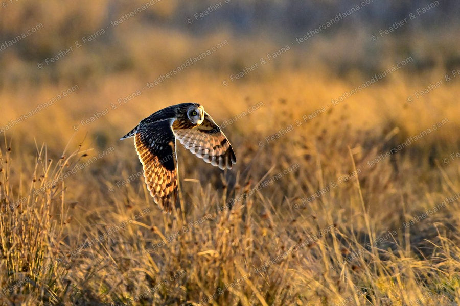Short-eared Owl banking low over golden grass with wings raised at sunset.