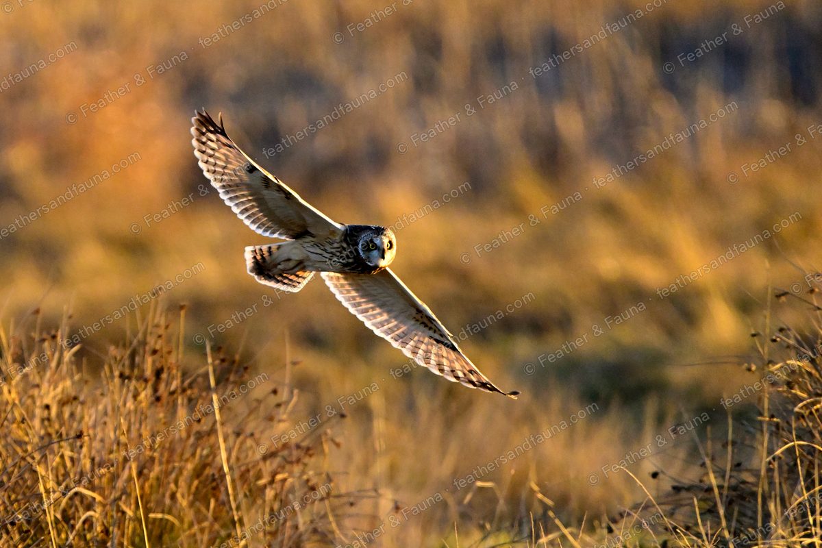 Short-eared Owl flying head-on low over golden grass with wings raised.
