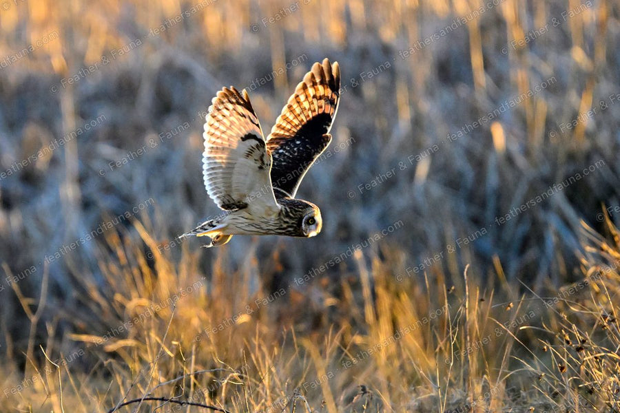 Short-eared Owl over frosty grass with wings raised and talons dangling, backlit.