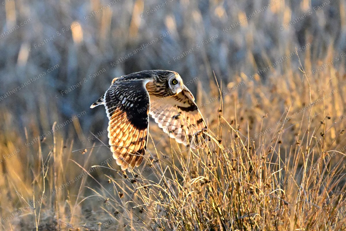 Short-eared Owl flying low over frosty grass with wings swept down, yellow eye visible.