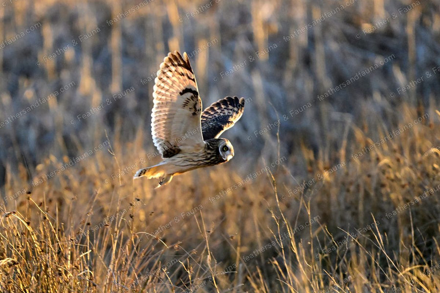Short-eared Owl over frosty grass with wings raised and legs dangling, warm light.