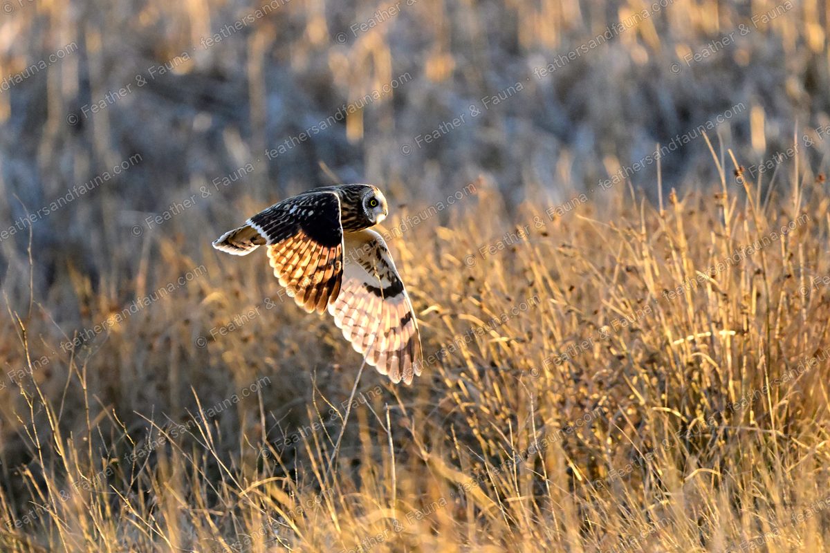 Short-eared Owl flying low over frosty grass with wings held down, backlit.