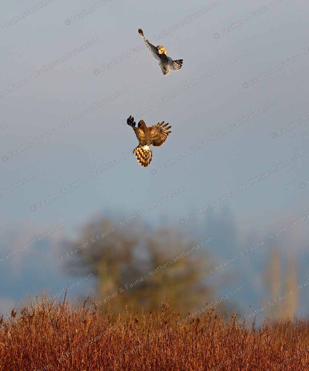 Short-eared Owl and Northern Harrier fighting in the air above a winter marsh.
