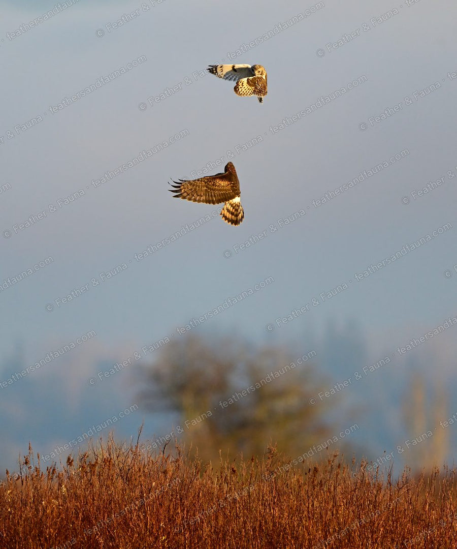Short-eared Owl and Northern Harrier twisting around each other above a marsh.