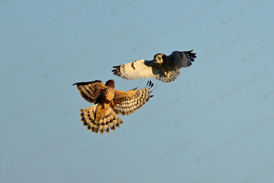 Short-eared Owl and Northern Harrier circling each other against a blue sky.