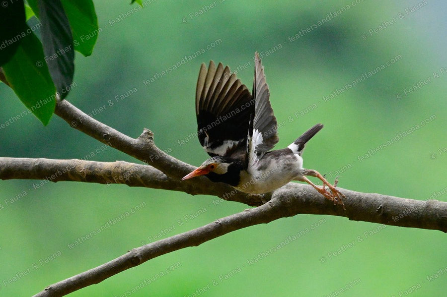 Siamese Pied Myna launching from a branch with wings raised, black-and-white plumage.