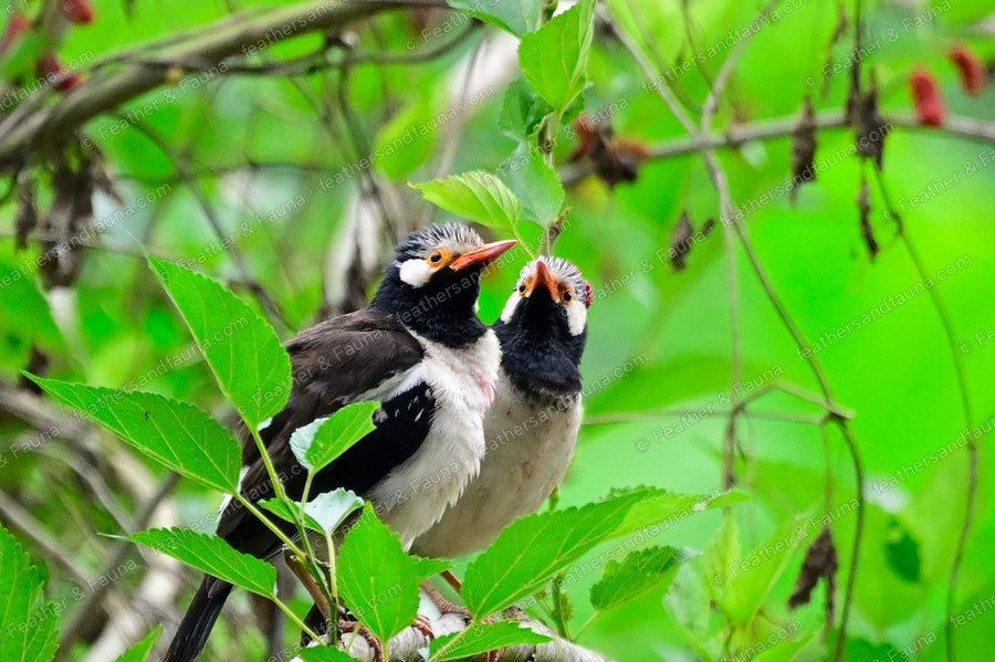 Siamese Pied Myna feeding a begging fledgling among green leaves.