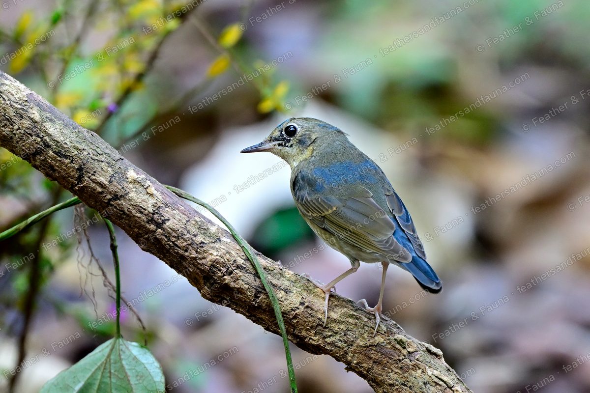 Young Siberian Blue Robin, brown with a bluish tail, on a mossy branch.