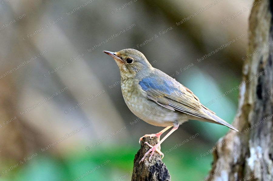 Young Siberian Blue Robin, brown with a bluish wash, on a pale stump.