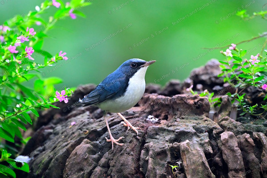 Male Siberian Blue Robin, slate-blue above and white below, on a weathered stump.