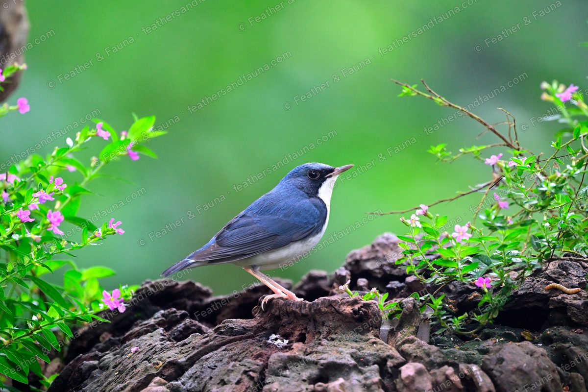 Male Siberian Blue Robin, slate-blue and white, on a weathered stump among pink flowers.