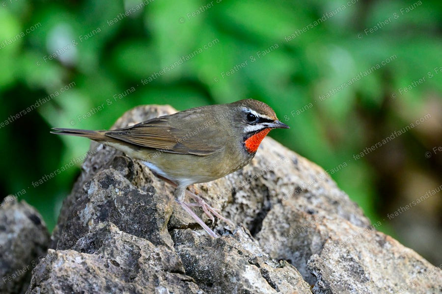 Male Siberian Rubythroat with a bright red throat and white face stripes on a rock.