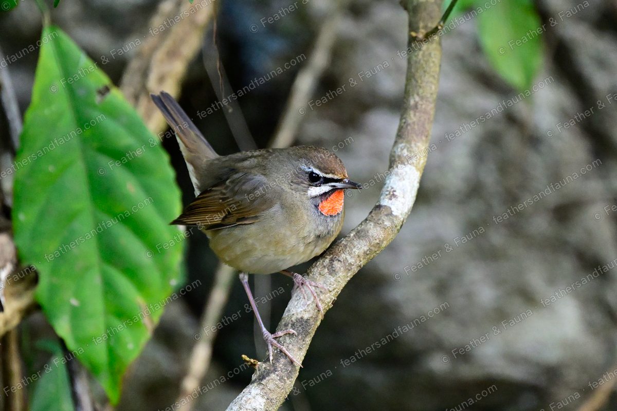 Male Siberian Rubythroat with a red throat on a shaded branch.