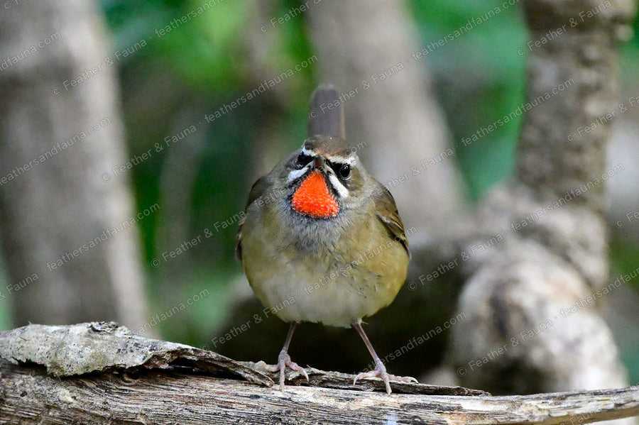 Male Siberian Rubythroat facing forward on a log, red throat and cocked tail.