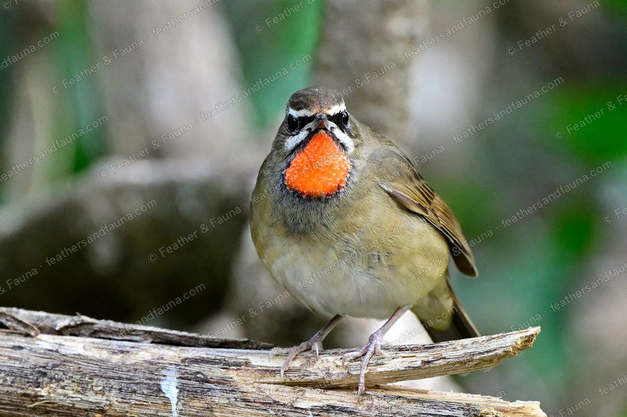 Male Siberian Rubythroat facing forward on a log, bright red throat.