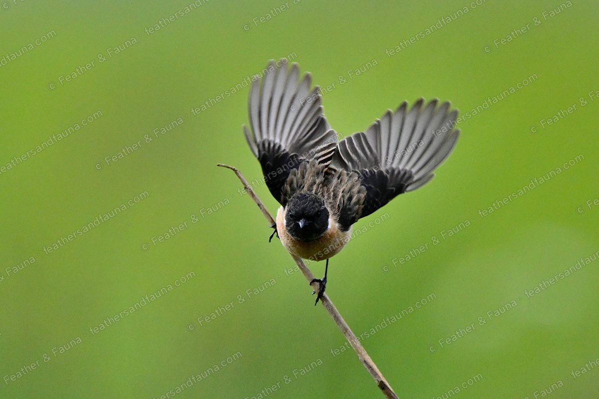 Siberian Stonechat launching from a stem with wings and tail fanned.