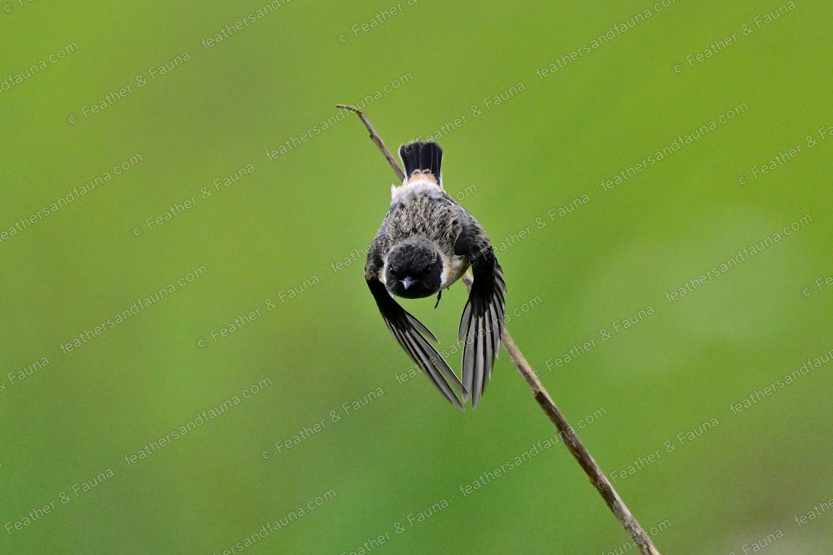Siberian Stonechat flying off a stem with wings and tail spread, seen from behind.