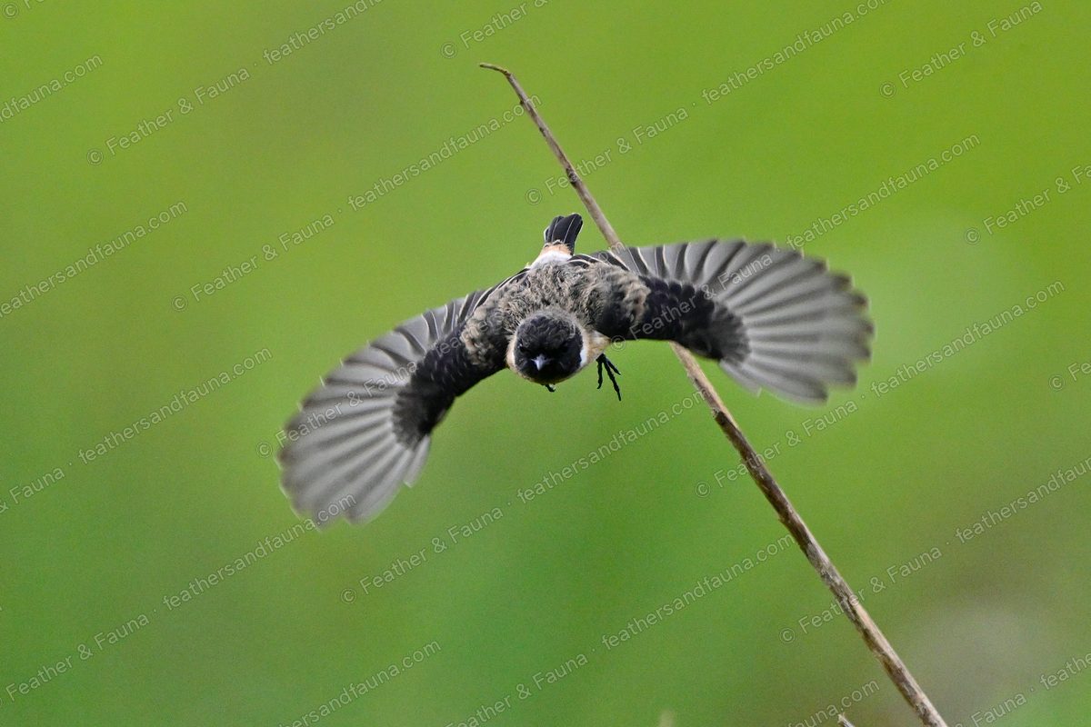 Siberian Stonechat flying head-on off a stem with wings fanned.