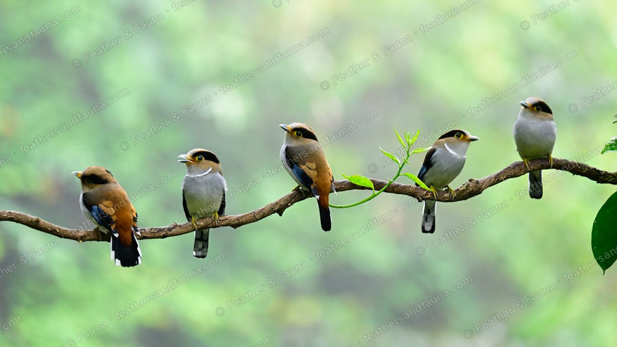 Five Silver-breasted Broadbills perched in a row on a branch against soft green forest.