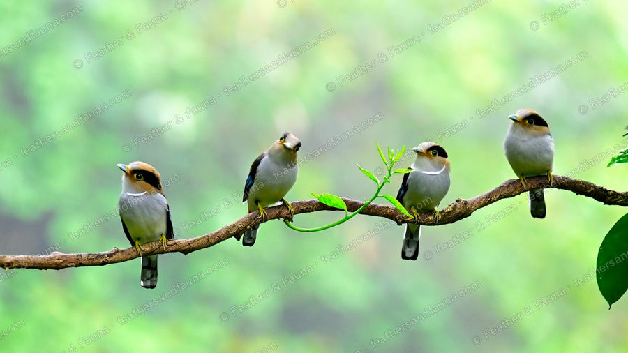 Four Silver-breasted Broadbills perched together on a thin branch in green forest light.