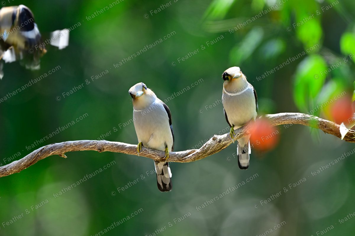 Two pale Silver-breasted Broadbills on a branch with a third bird flying past.