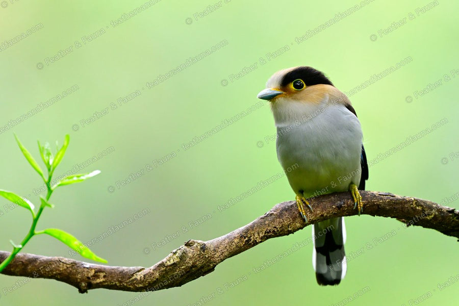 Silver-breasted Broadbill with blue bill and golden face perched beside fresh green leaves.