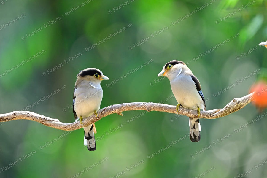 Pair of Silver-breasted Broadbills on a bare branch, one showing a blue wing patch.