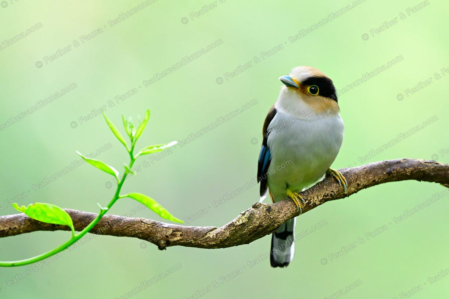 Silver-breasted Broadbill perched upright on a lichen-covered branch in green shade.