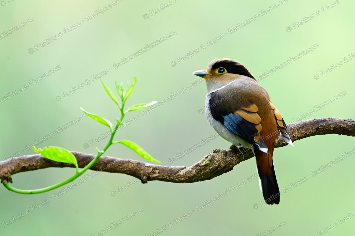 Silver-breasted Broadbill on a branch showing chestnut back and blue wing patch.