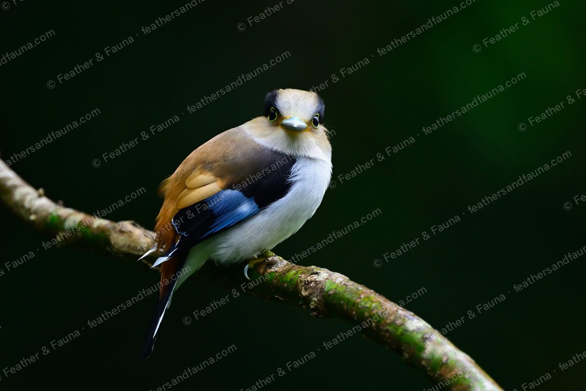 Silver-breasted Broadbill on a mossy branch showing chestnut back and blue wing flash.