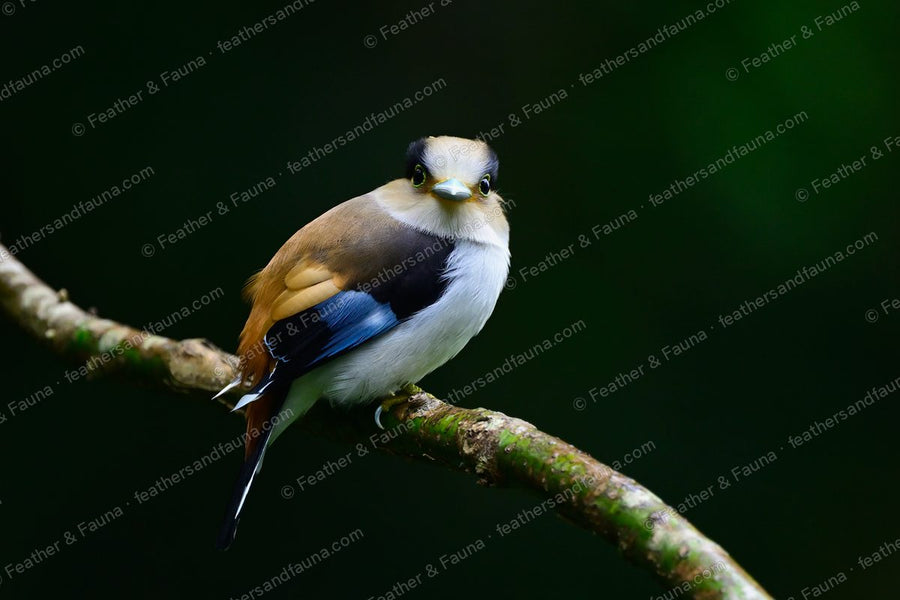 Silver-breasted Broadbill on a mossy branch showing chestnut back and blue wing flash.