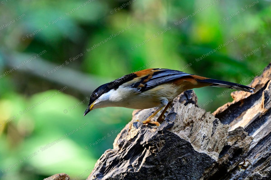 Silver-breasted Broadbill with golden face and blue bill perched by fresh green leaves.