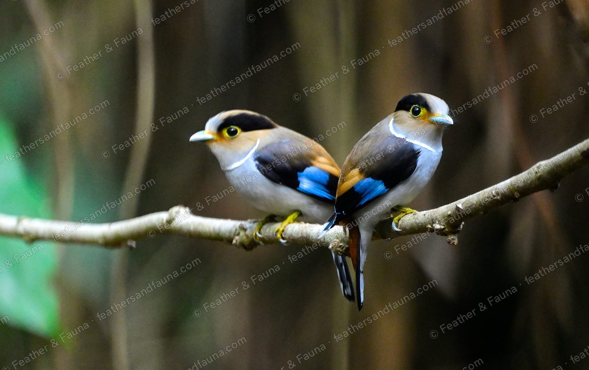 Two Silver-breasted Broadbills perched together on a branch in dark forest.